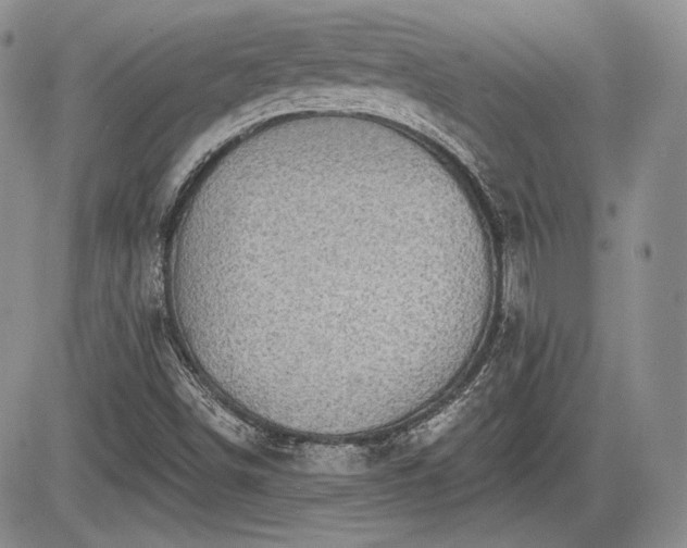 X0000085261498200703161350