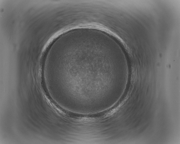 X0000085261506200703161350