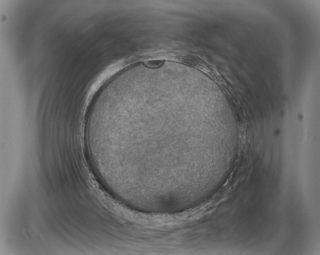 X0000085260006200703231727