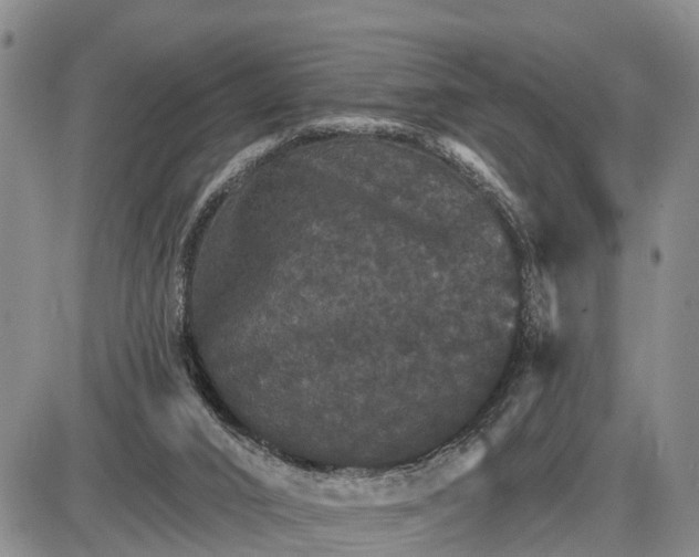 X0000085260016200703231727