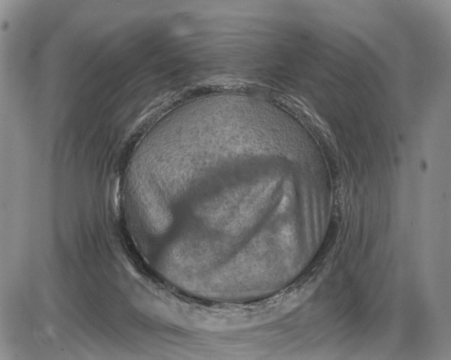 X0000085260024200703231727