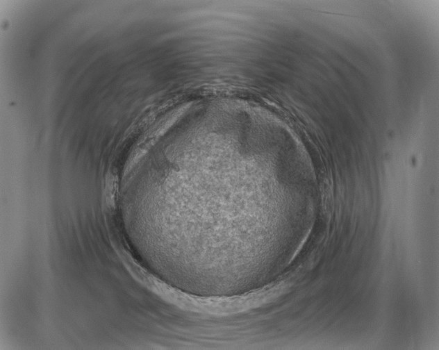 X0000085260038200703231726