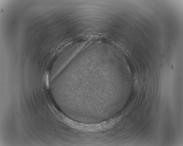 X0000085260042200703231726