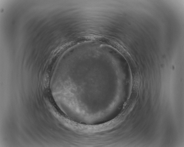 X0000085260043200703231726