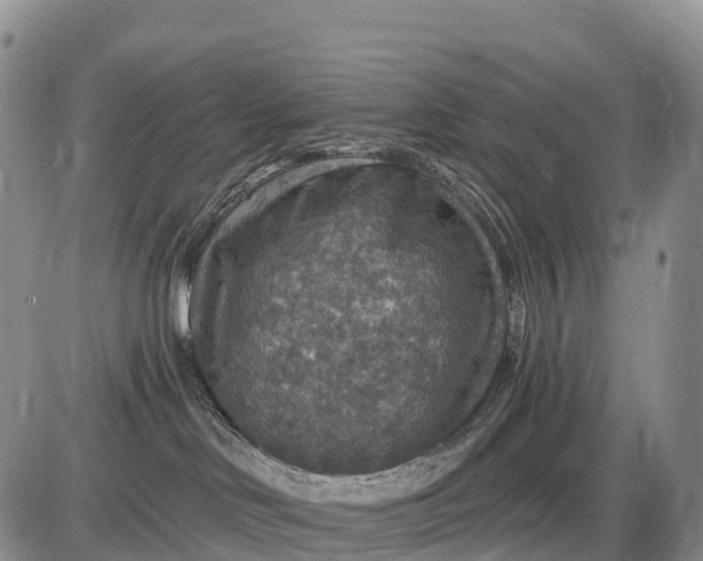 X0000085260046200703231726