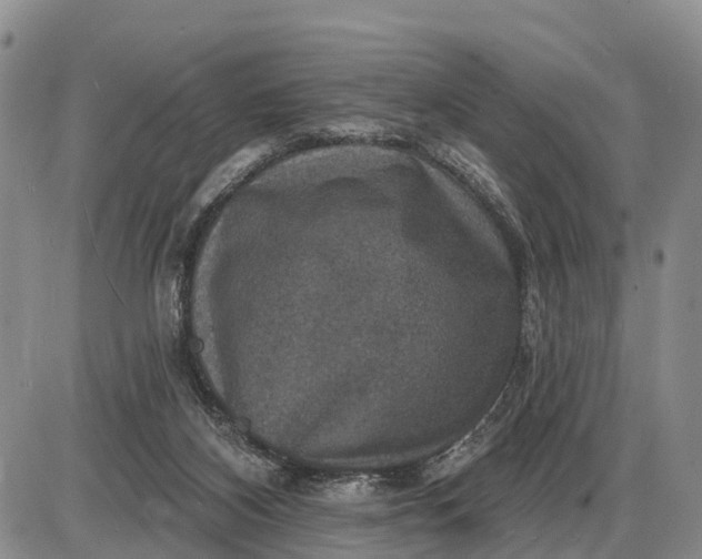 X0000085260116200703231725