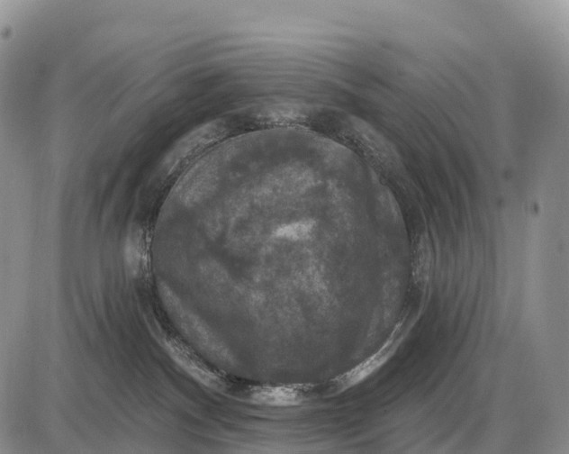 X0000085260140200703231725