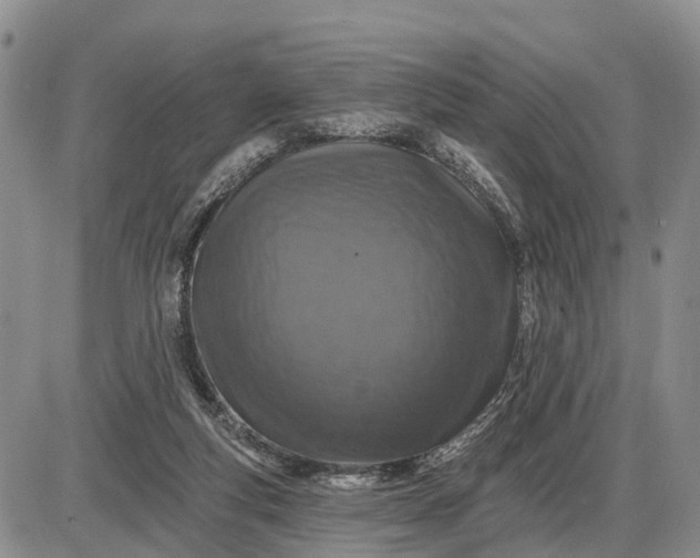 X0000085260163200703231724