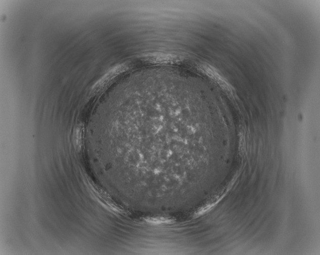 X0000085260165200703231724