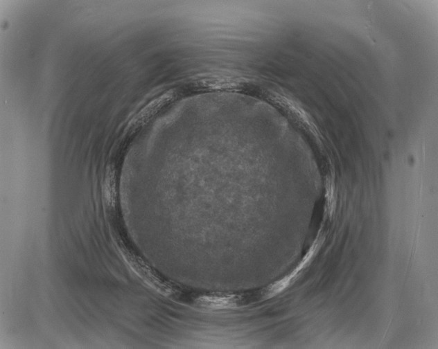 X0000085260170200703231724