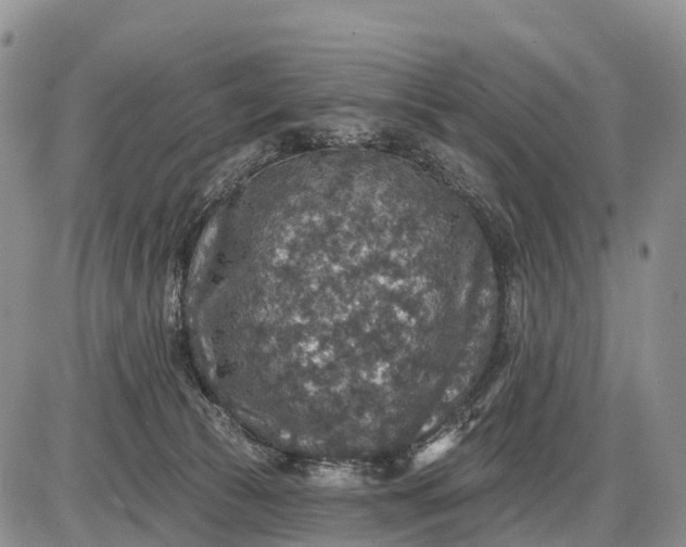 X0000085260177200703231724