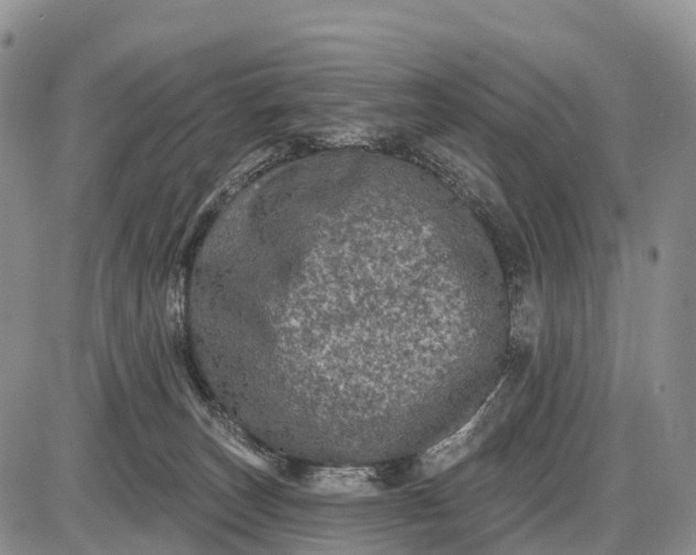 X0000085260179200703231725