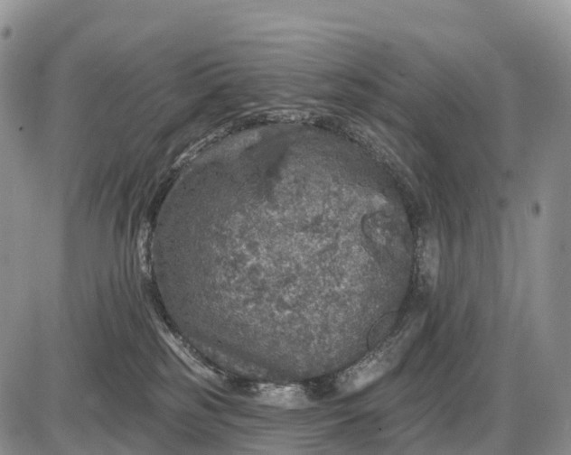 X0000085260185200703231725