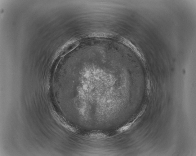 X0000085260203200703231724