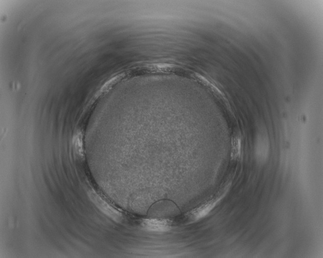 X0000085260238200703231723