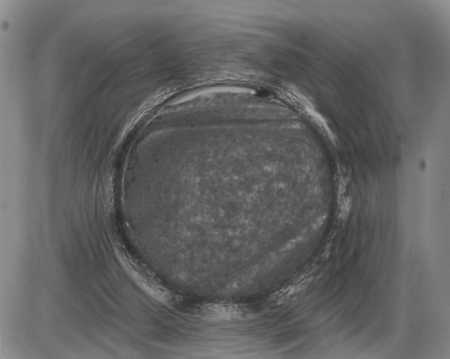 X0000085260250200703231722