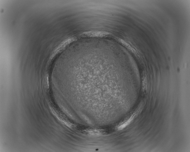 X0000085260254200703231723