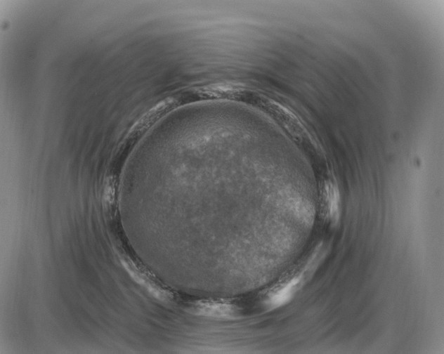 X0000085260284200703231723