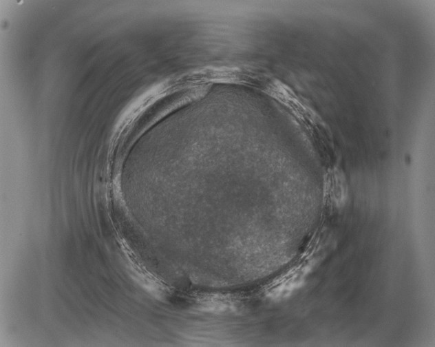 X0000085260293200703231722