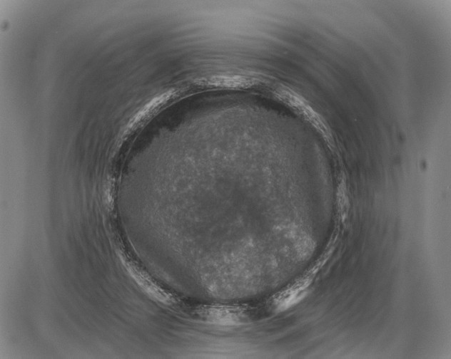 X0000085260305200703231722