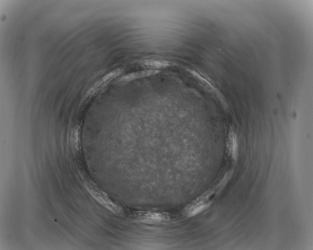 X0000085260330200703231722