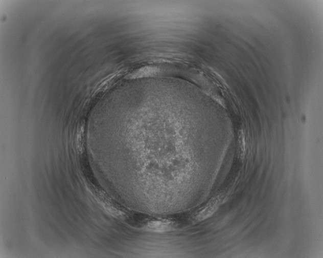 X0000085260364200703231721