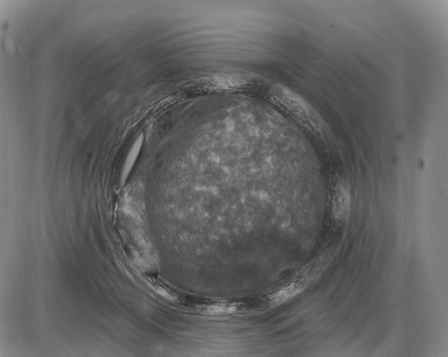 X0000085260366200703231721