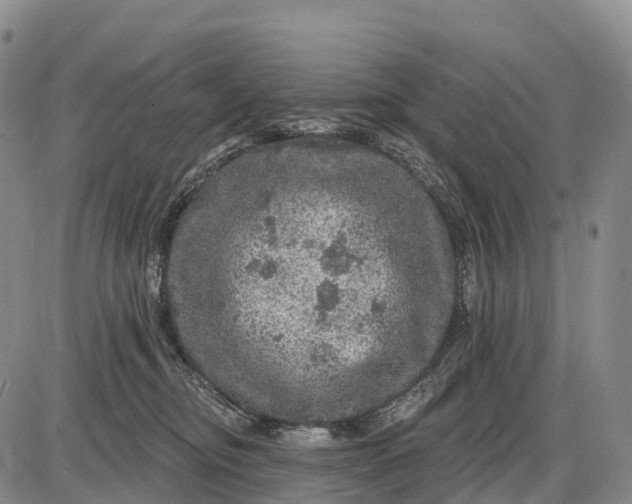 X0000085260374200703231721