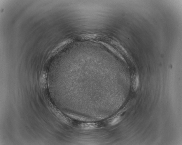 X0000085260378200703231721