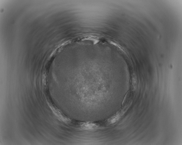 X0000085260379200703231721