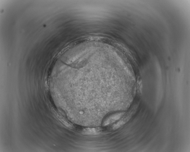 X0000085260381200703231721