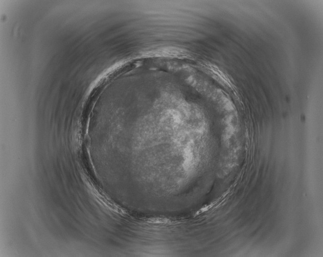 X0000085260392200703231721