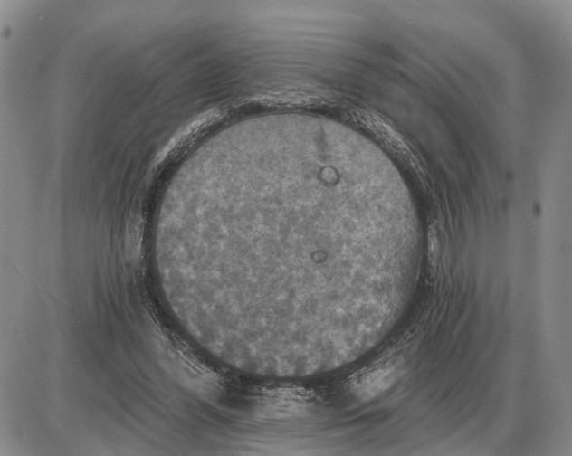 X0000085260396200703231720