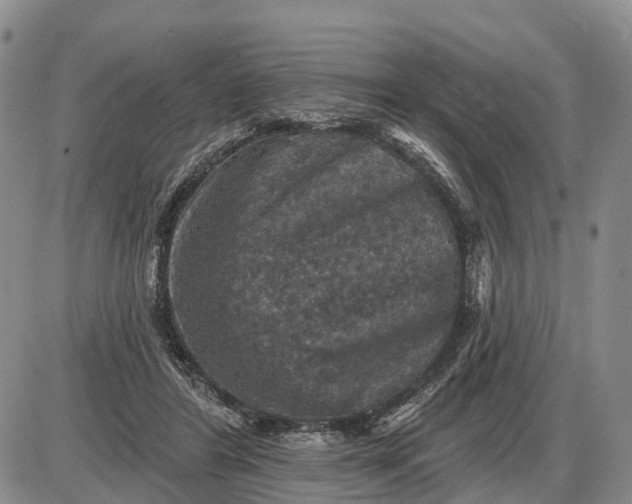 X0000085260404200703231720