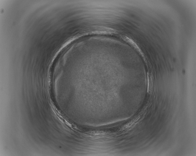 X0000085260435200703231719