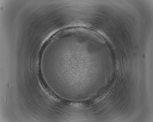 X0000085260440200703231719