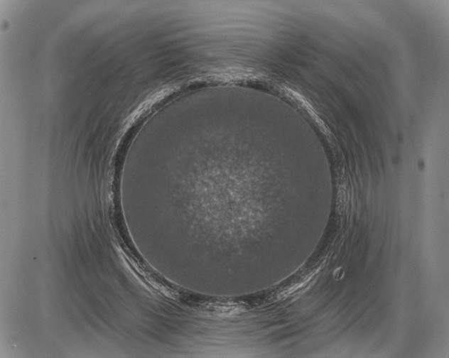 X0000085260443200703231719