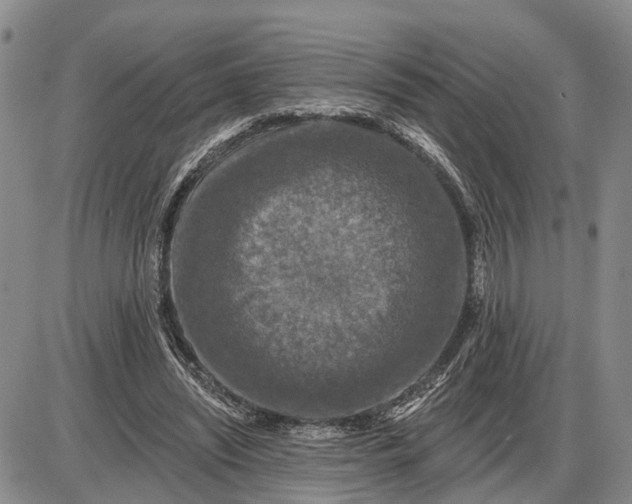 X0000085260444200703231719