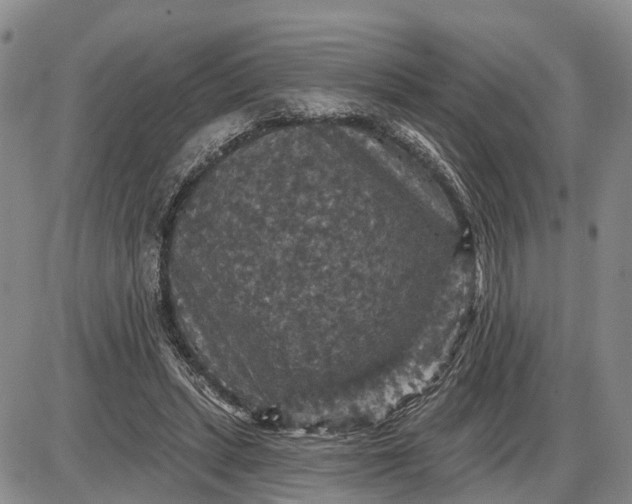 X0000085260447200703231719