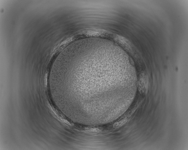 X0000085260454200703231719