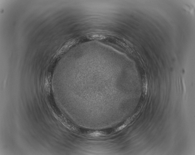 X0000085260460200703231720