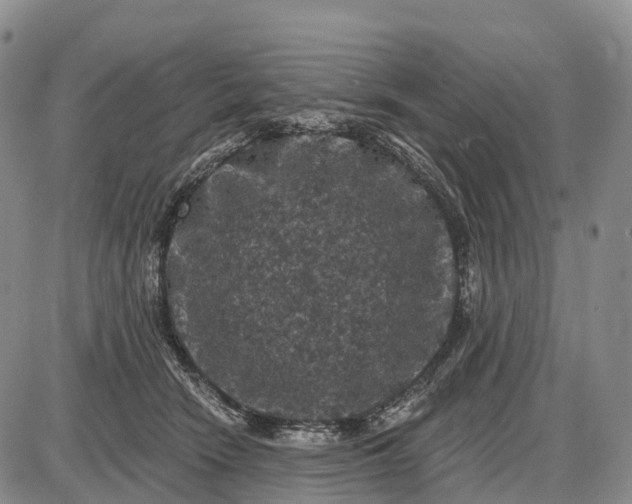 X0000085260466200703231720