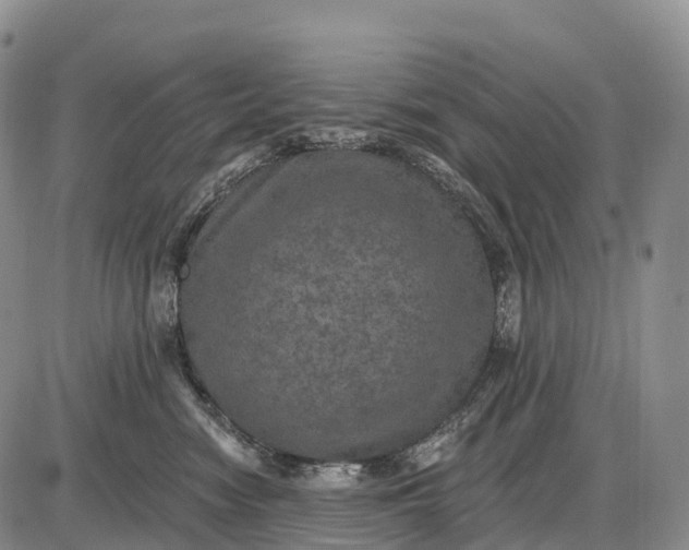 X0000085260474200703231720