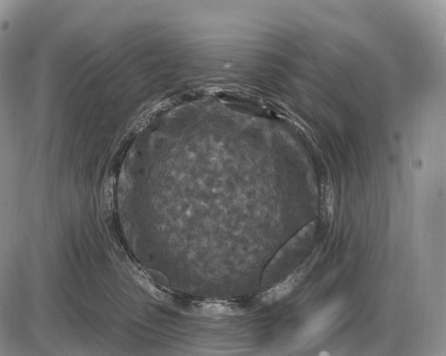 X0000085260475200703231720