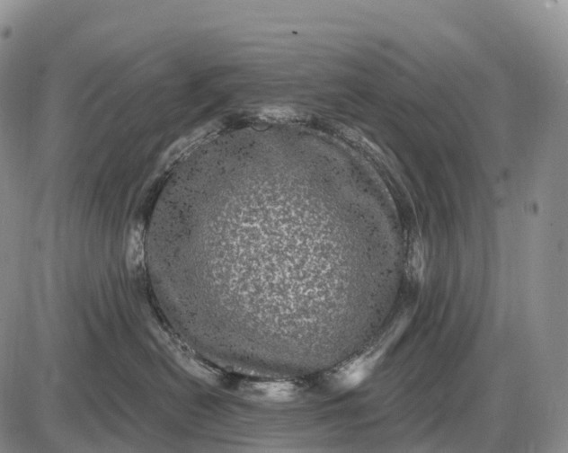 X0000085260478200703231720