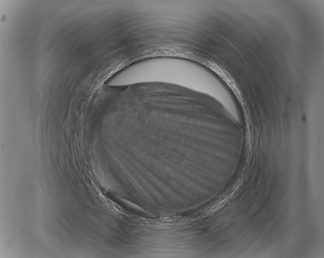 X0000085260481200703231719