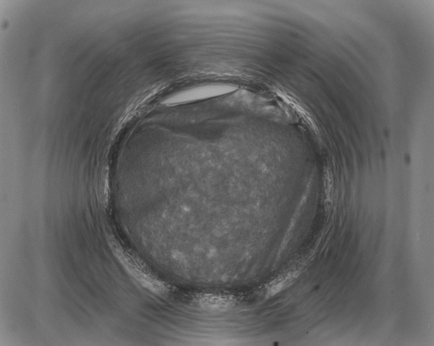 X0000085260494200703231719