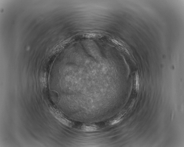 X0000085260510200703231719