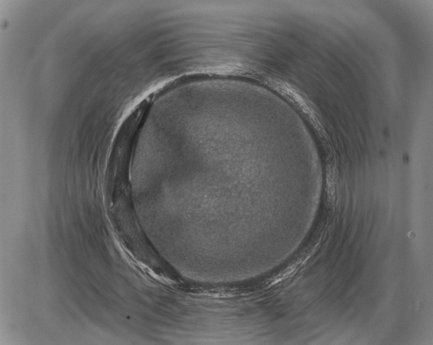 X0000085260532200703231718