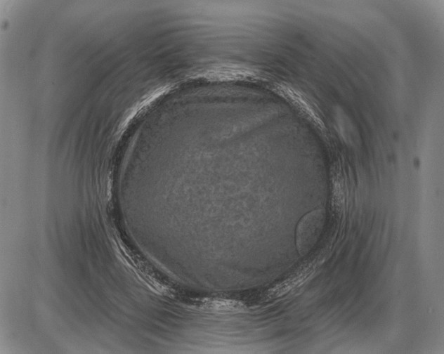 X0000085260539200703231718